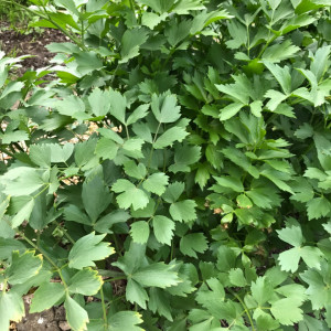 Leustean (0,5 g) seminte planta aromatica perena leustean, frunze foarte aromate, Opal