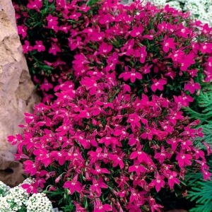 Lobelia rosu-carmin (0,1 g) seminte Lobelia erinus pitica flori magenta aprins, Legutko - Img 4