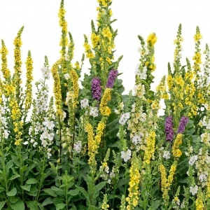 Lumanarica mix - Dziewanna mieszanka (0,1 g) seminte Verbascum, planta decorativa, medicinala, melifera , Legutko