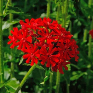 Lychnis chalcedonica - Floarea de Ierusalim (3 g) seminte planta perena rustica Arsinic, flori globuri rosu aprins, Kertimag - Img 3