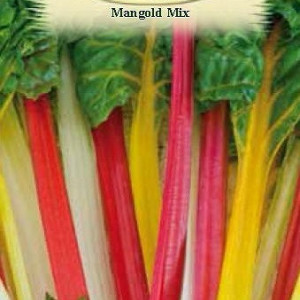 Mangold mix (2 g), seminte planta anuala Beta vulgaris, sfecla pentru petiol si frunze, Agrosem - Img 2