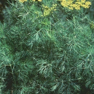 Marar (30 g) seminte planta aromatica anuala Anethum graveolens, frunze bogate, Kertimag