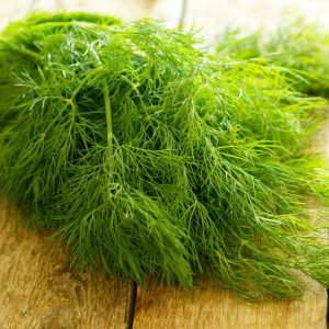 Marar (4 g), seminte planta aromatica anuala Anethum graveolens, pentru aromatizarea mancarurilor, Nova Sem
