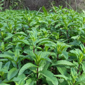 Menta (0,2 g), seminte planta aromatica medicinala perena Mentha piperita, izma buna, Kertimag - Img 3