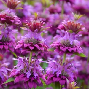 Menta decorativa Monarda (0,1 g) seminte Monarda citriodora, planta decorativa si aromatica, flori violet, aroma de lamaie, Legutko
