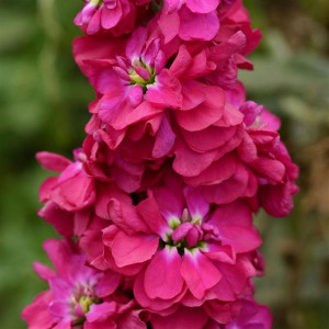 Mixandre rosii (0,1 g), seminte plante ornamentale anuale Matthiola incana, flori parfumate, inflorire pana toamna tarziu, Agrosem - Img 1