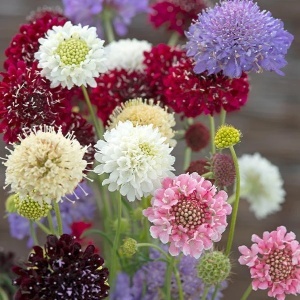 Muscata Dracului mix - Driakiew Wdowka (0,5 g) seminte Scabiosa atropurpurea, flori colorate melifere, Legutko - Img 2