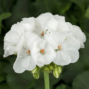 Muscate albe (0,1 g) seminte plante ornamentale Pelargonium, flori albe delicate, Opal