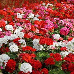Muscate zonale mix (0,02 g) seminte Pelargonium zonale, Muscate cu flori mari, Mefim Agro