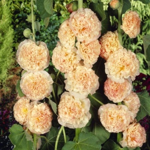 Nalba de gradina Chater's salmon (0,5 g) seminte Alcea rosea flori mari duble roz-orange somon, asemanatoare bujorilor, Legutko - Img 2
