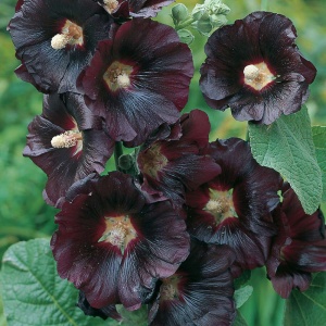 Nalba Neagra - Malwa Czarna (0,5 g) seminte Alcea rosea nigra, flori spectaculoase, mari, rosu inchis-negru, Legutko - Img 5