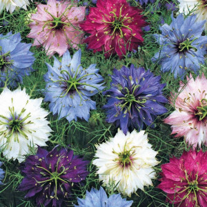 Negrilica mix (0,3 g), seminte Nigella damascena, flori anuale stelate albe, roz, violet, albastre, Agrosem