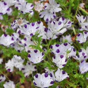 Nemophila (1 g) seminte amestec Nemophilla cu flori in nuante de albastru, mov si alb, Opal - Img 5