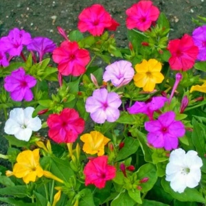 Noptite amestec (3 g) seminte Mirabilis jalapa, Barba Imparatului, flori trompeta, parfumate, colorate, Kertimag