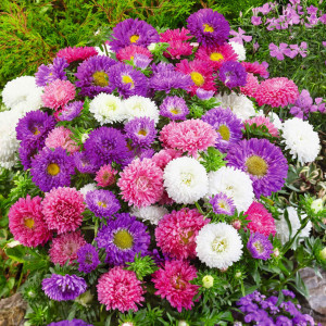 Ochiul Boului pitic amestec de culori (1 g), seminte Aster, planta decorativa perena, rustica Callistephus chinensis pitica, Kertimag - Img 1