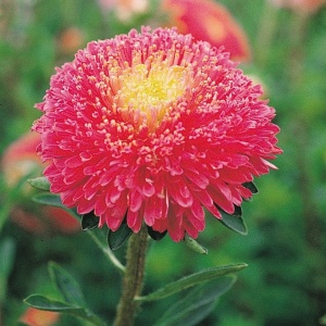Ochiul Boului Princess rosu (1 g), seminte Aster, planta decorativa anuala Callistephus chinensis, Kertimag - Img 3
