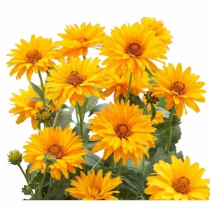 Ochiul Boului Sunflower - Sloneczniczek (0,3 g) seminte Heliopsis scabra, flori galben-orange, asemanatoare cu mini Floarea Soarelui, Legutko