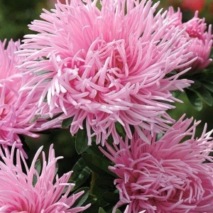 Ochiul Boului Unicum roz (1 g) seminte Aster Callistephus chinensis cu flori mari, petale ascutite, Kertimag