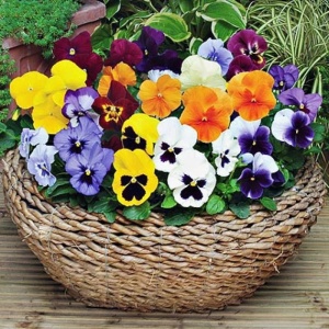 Panselute Swiss Giants mix (0,25 g) seminte pansele Viola witrockiana, flori foarte mari, amestec de culori, Kertimag - Img 4
