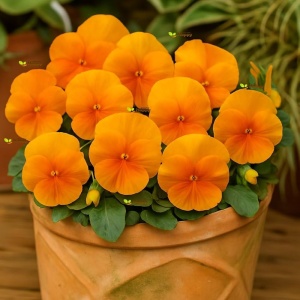 Panselute Swiss Giants Orange Sun (0,25 g) seminte pansele Viola witrockiana, flori foarte mari portocalii, Kertimag - Img 4