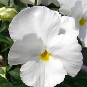 Panselute Swiss Giants White Lady (0,25 g) seminte pansele Viola witrockiana, flori foarte mari albe, Kertimag