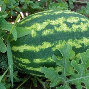 Pepene verde Crimson Giant F1 (3 g) seminte pepene rosu hibrid semitimpuriu gigant, productivitate excelenta, foarte dulce, suculent, Prima Sementi - Img 2