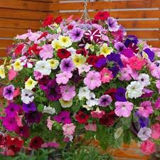 Petunie curgatoare (0,1 g), seminte plante ornamentale Petunia hybrida, mix de culori, Mefim Agro