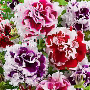 Petunie hybrida pendula F2 (0,01 g), seminte Petunia hybrida pendula F2, flori curgatoare, mari, batute, Agrosem - Img 1