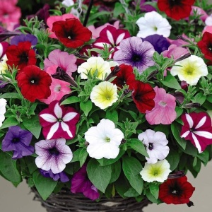 Petunie mix (0,2 g), seminte Petunia hybrida, flori mari diverse culori, Prima Sementi - Img 1