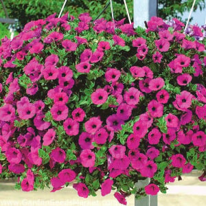Petunie pendula tip surfinia F2 (0,01 g), seminte Petunia hybrida Surfina Rubina F2, flori curgatoare, culoare violet-purpuriu, Agrosem - Img 2