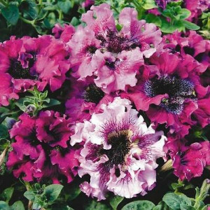 Petunie Superbissima amestec de culori (0,13 g) seminte Petunia hybrida Superbissima, petale gofrate, Kertimag - Img 2
