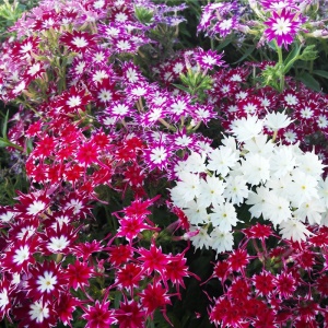 Phlox Stelat mix - Floks (0,5 g) seminte Phlox drummondii Stellar, flori stelate nuante vibrante, Legutko - Img 3