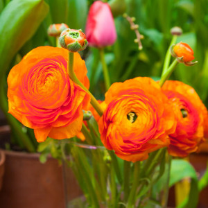Ranunculus Orange (10 bulbi), bulbi Piciorul Cocosului, culoare portocalie, Agrosem - Img 5