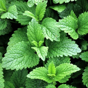 Roinita (1 g) seminte planta aromatica medicinala perena Melissa officinalis, lamaita parfumata, Kertimag - Img 2