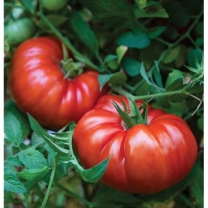 Rosii Beefmaster F1 (0,3 g) seminte hibrid nedeterminat de tomate gigant, carnoase, ferme, dulci, rezistente, Prima Sementi - Img 4