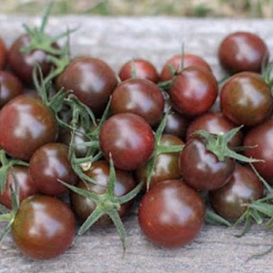 Rosii Black Cherry (0,10 g) seminte soi foarte productiv, tomate cherry negre, foarte aromate, Prima Sementi