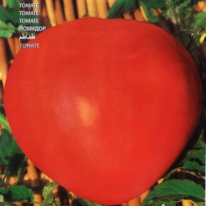 Rosii Cuor di Bue (2 g) seminte soi nedeterminat, tomate mari Inima de Bou, suculente, Raci Sementi - Img 2