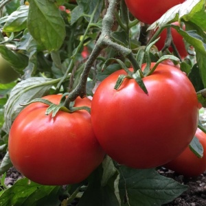 Rosii Florina (0,5 g) seminte soi romanesc timpuriu determinat, tomate rotunde, gustoase, rezistente, Mefim Agro