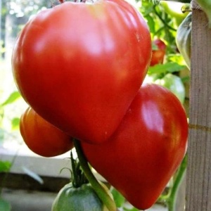 Rosii Okorsziv - Inima de Bou (0,5 g) seminte soi semitardiv nedeterminat, tomate mari, suculente, Kertimag