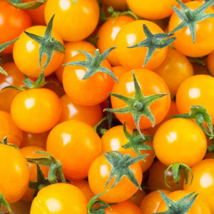 Rosii Orange Cherry (0,2 g), seminte soi timpuriu nedeterminat, tomate portocalii rotunde, mici, gust aromat, Agrosem