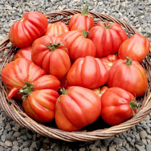 Rosii Pearson (0,3 g), seminte soi semitimpuriu viguros, tomate mari, forma de para turtita, Agrosem - Img 1