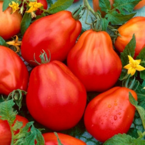 Rosii Red Pear (2 g), seminte soi italian timpuriu nedeterminat, tomate mari, carnoase, dulci, forma de para, Raci Sementi