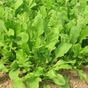 Rucola (2 g) seminte Rucola de gradina Eruca sativa, aroma specifica piperata, Kertimag