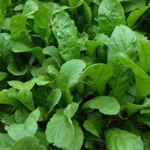 Rucola (7 g), seminte planta aromatica anuala Eruca sativa, aroma specifica, Prima Sementi