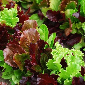 Salata Baby Leaf Trio (3 g) seminte mix salate de frunze, recoltare continua, Kertimag