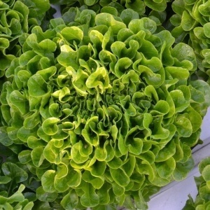 Salata Frunza de Stejar verde (2 g) seminte salata cu frunze ondulate, fragede, rezistenta la mana, Opal - Img 2