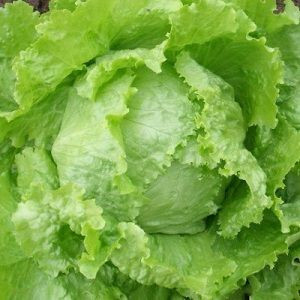 Salata iceberg Bionda di Parigi (1,5 g), seminte soi semitardiv, salata mare, rotunda, crocanta, Agrosem