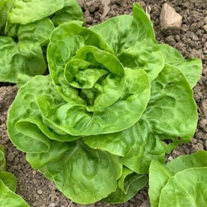 Salata May Queen (2,5 g), seminte soi semitimpuriu, salata verde deschis, frunze netede, gustoase, Agrosem