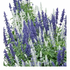 Salvie Mexicana Victoria Blue & White - Szalwia Omaczona (0,2 g) seminte Salvia farinacea mix cu flori albastre-violet si albe, inflorire indelungata, Legutko