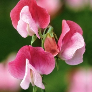 Sangele Voinicului Pink Cupid (3 g) seminte Lathyrus odoratus pitic, flori foarte parfumate roz cu alb, Legutko - Img 5